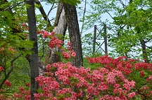 2015 春 つつじ吊橋(栃木県那須郡那須町)周辺
